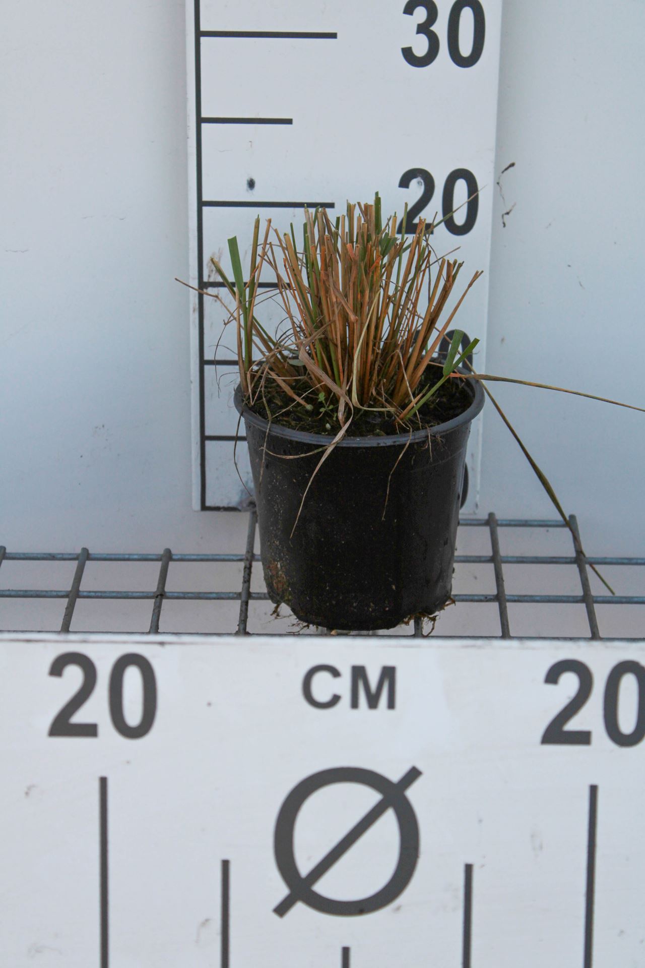 Calamagrostis x acutiflora 'Karl Foerster' - pot 1,5L