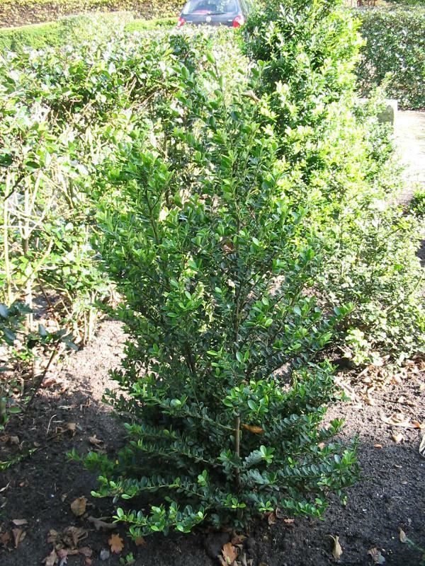 Plantenfiche-Ilex-crenata-Green-Hedge-
