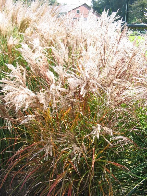 Plantenfiche-Miscanthus-sinensis-Ferner-Osten-