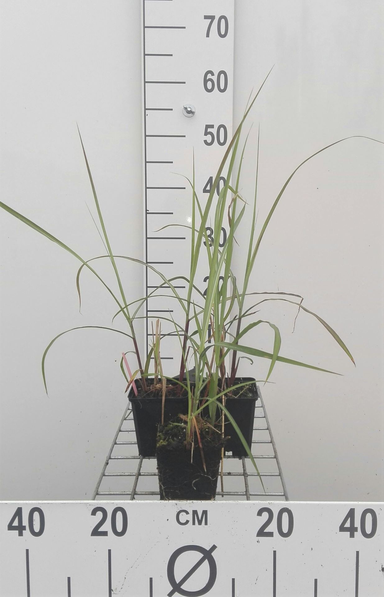 Miscanthus sinensis 'Malepartus' - pot 9x9 cm