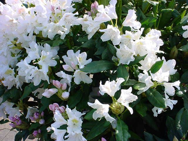 Plantenfiche-Rhododendron-Cunningham-s-White-