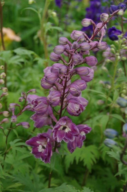 Plantenfiche-Delphinium-Astolat-