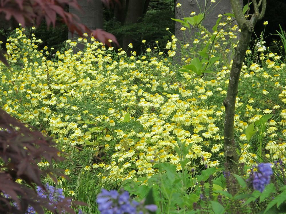 Plantenfiche-Anthemis-x-hybrida-E-C-Buxton-