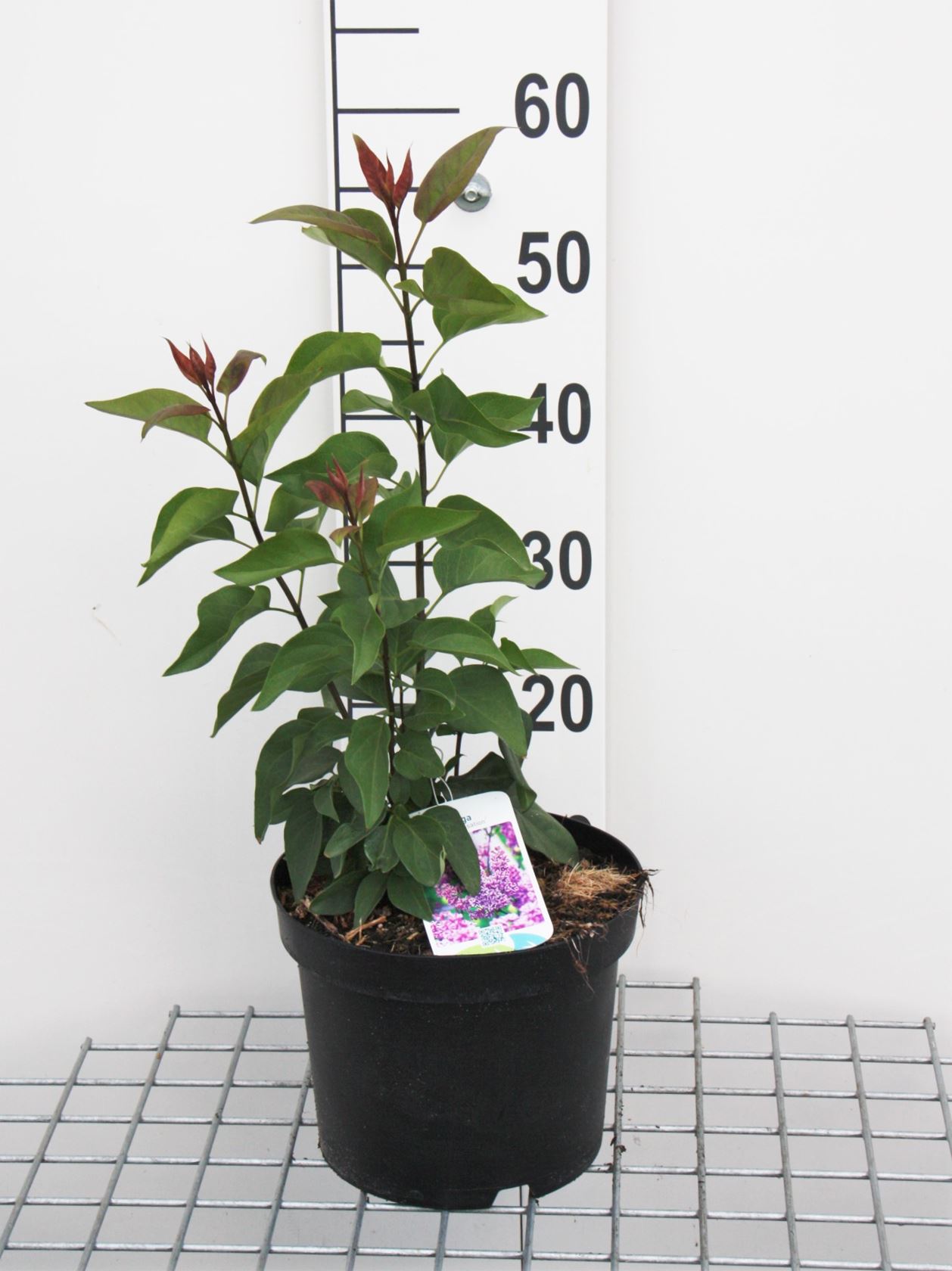 Syringa vulgaris 'Sensation' - pot - 50-60 cm