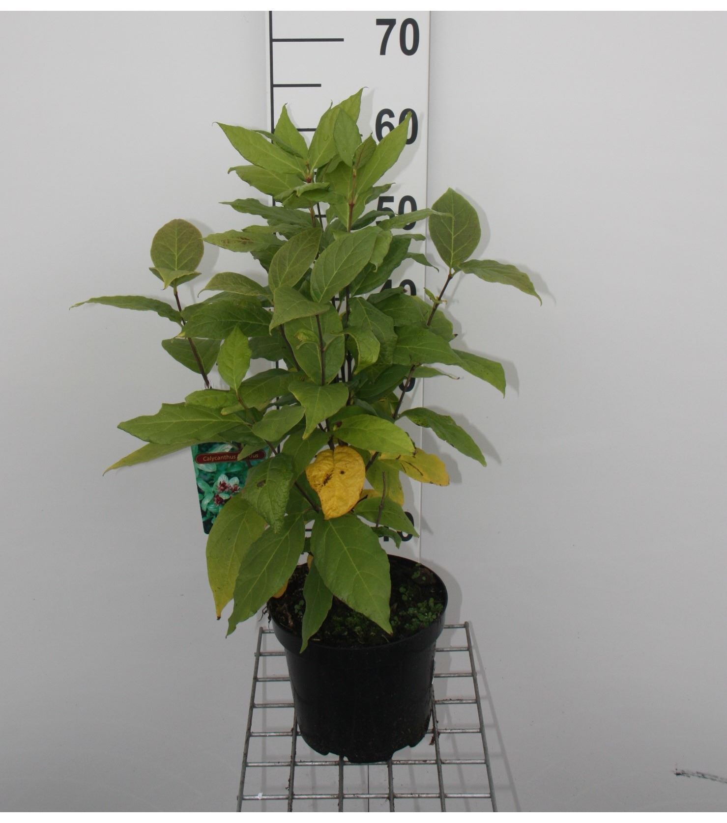Calycanthus floridus - pot - 40-60 cm