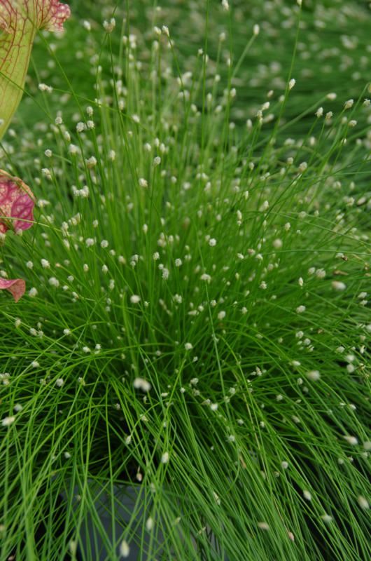 Plantenfiche-Isolepis-cernua