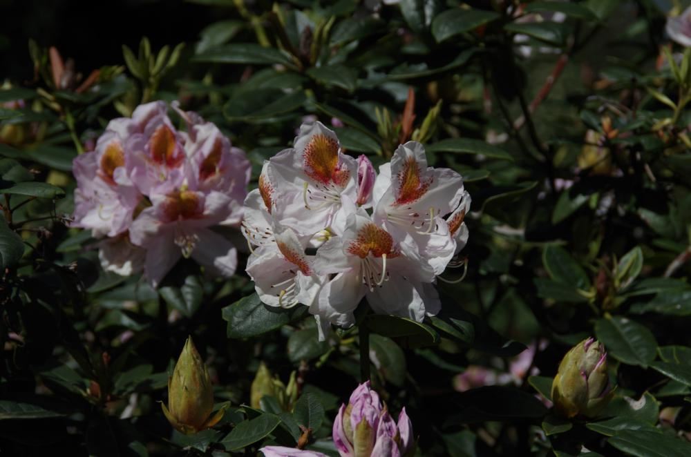Plantenfiche-Rhododendron-Mrs-T-H-Lowinsky-
