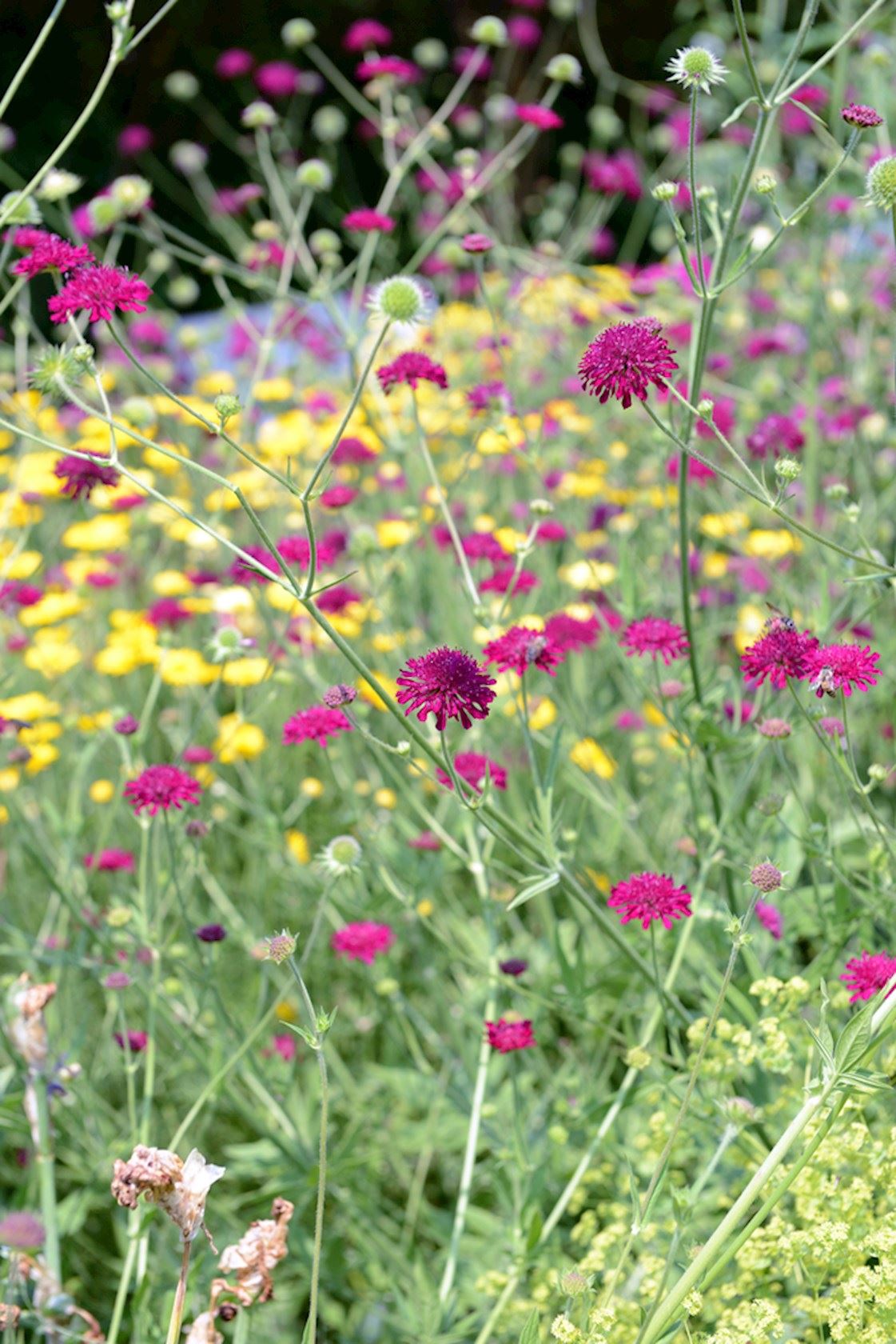 Plantenfiche-Knautia-macedonica