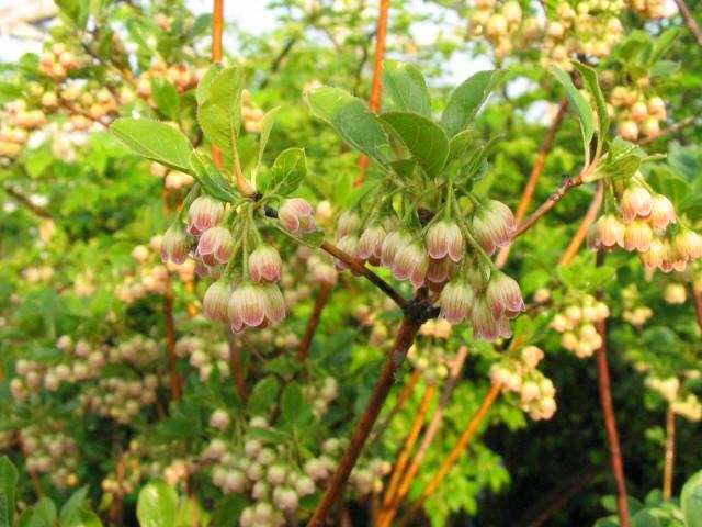 Plantenfiche-Enkianthus-campanulatus