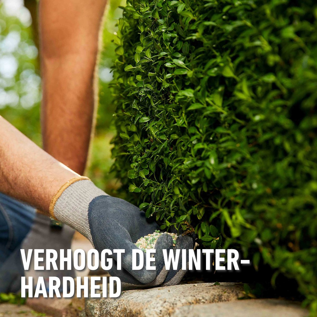 Compo Meststof Buxus & Ilex 2kg - directe en lange werking 6 maanden