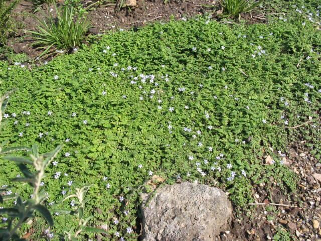 Plantenfiche-Isotoma-fluviatilis