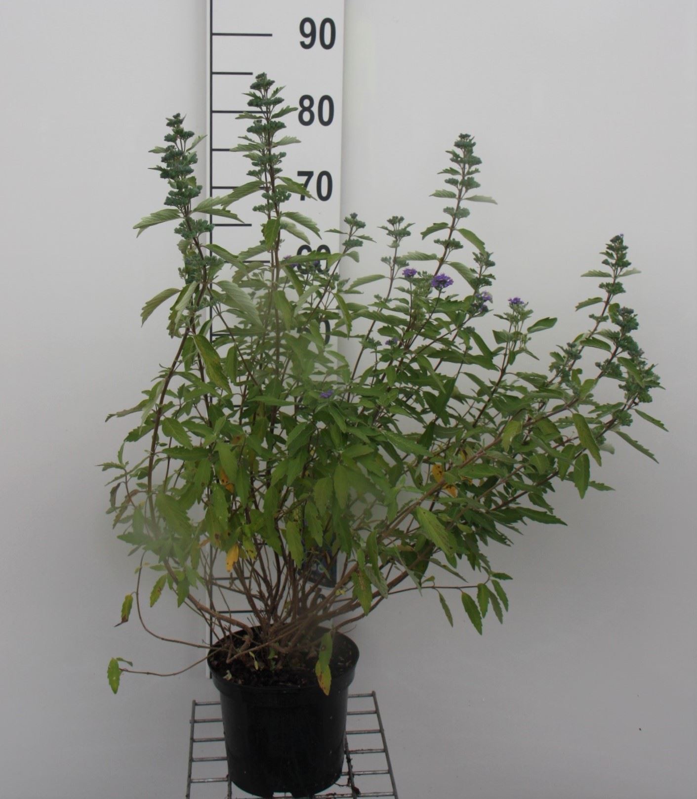 Caryopteris x clandonensis 'Kew Blue' - pot - 30-40 cm