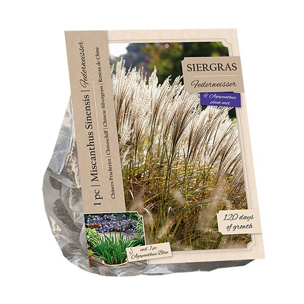 Siergras-Miscanthus-Sinensis-Federweisser-Agapanthus-Blue-per-2