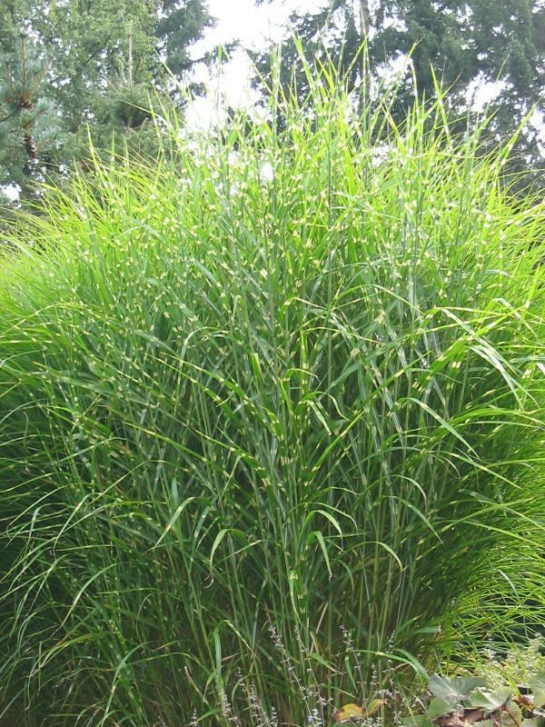 Plantenfiche-Miscanthus-sinensis-Strictus-