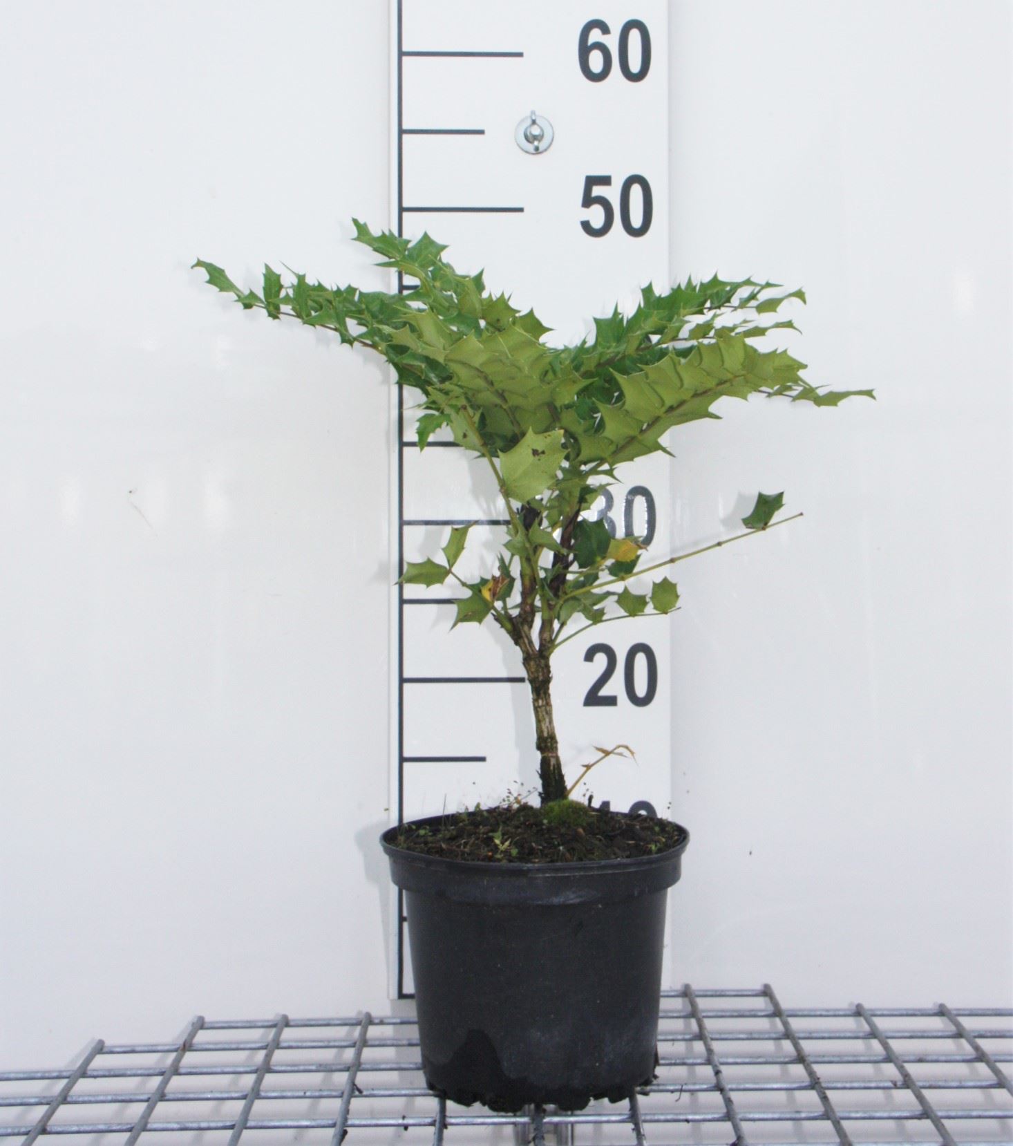 Mahonia x media 'Charity' - pot - 40-50 cm