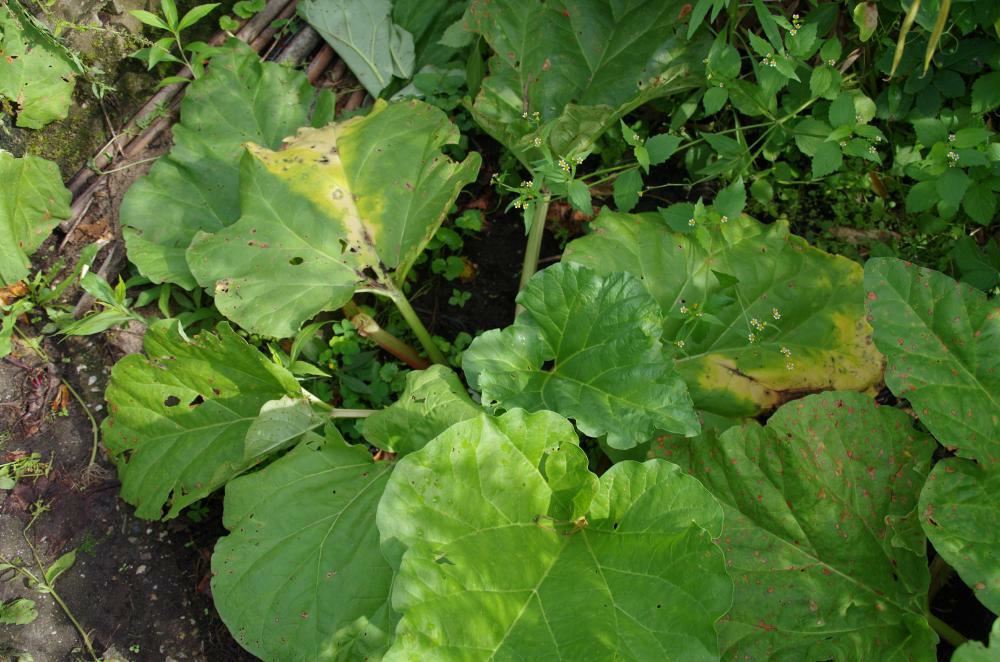 Plantenfiche-Rheum-rhabarbarum-Rabarber-
