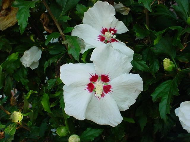 Plantenfiche-Hibiscus-syriacus-Red-Heart-