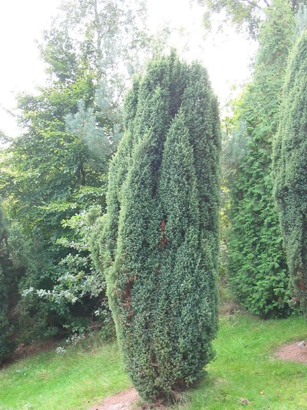 Plantenfiche-Juniperus-communis-Hibernica-
