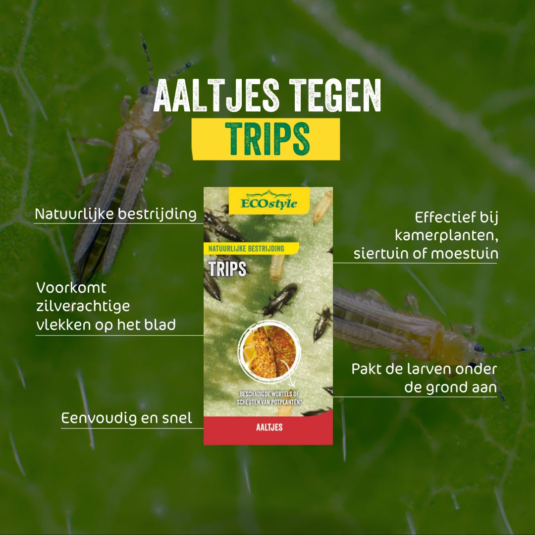 Aaltjes-F-tegen-larven-trips-5-mln-10-m-