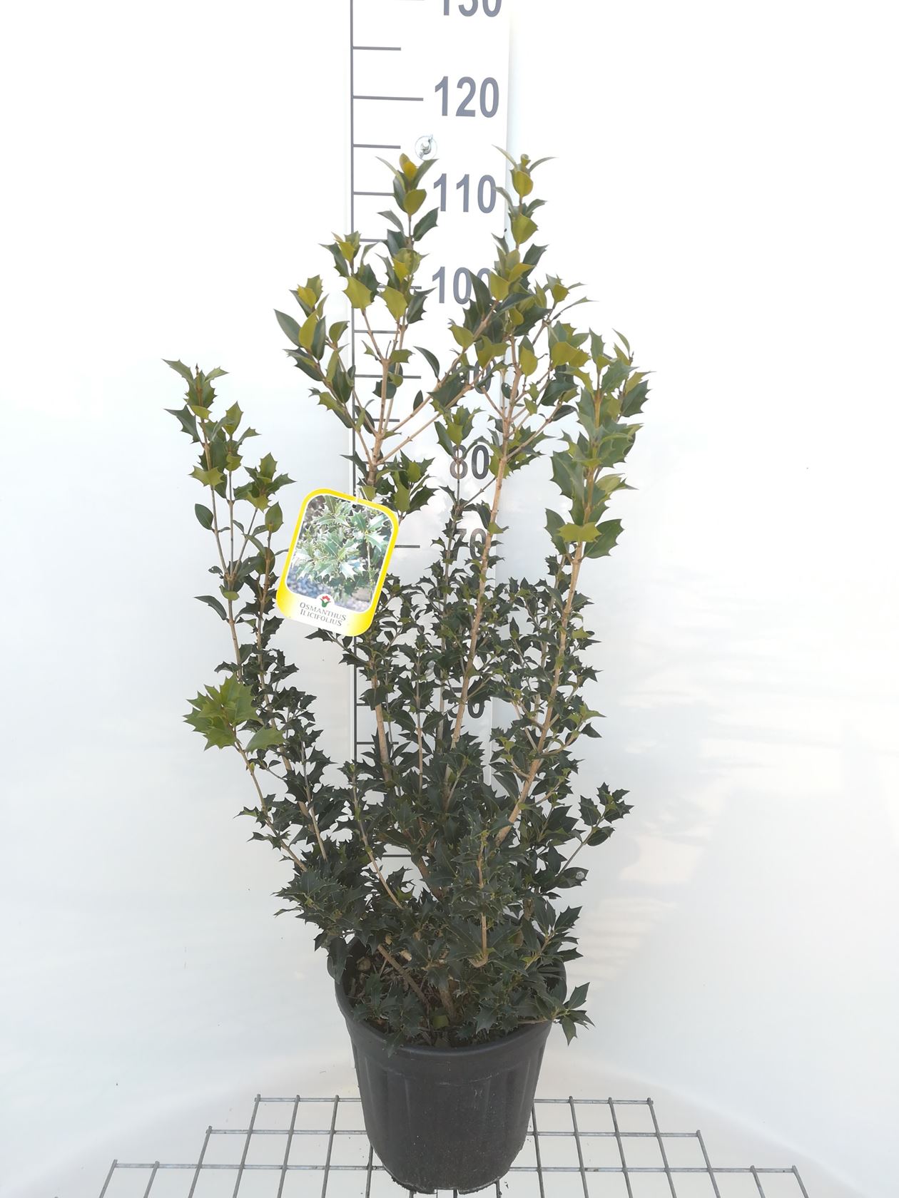 Osmanthus heterophyllus - pot 10L - 80-100 cm - Touffu
