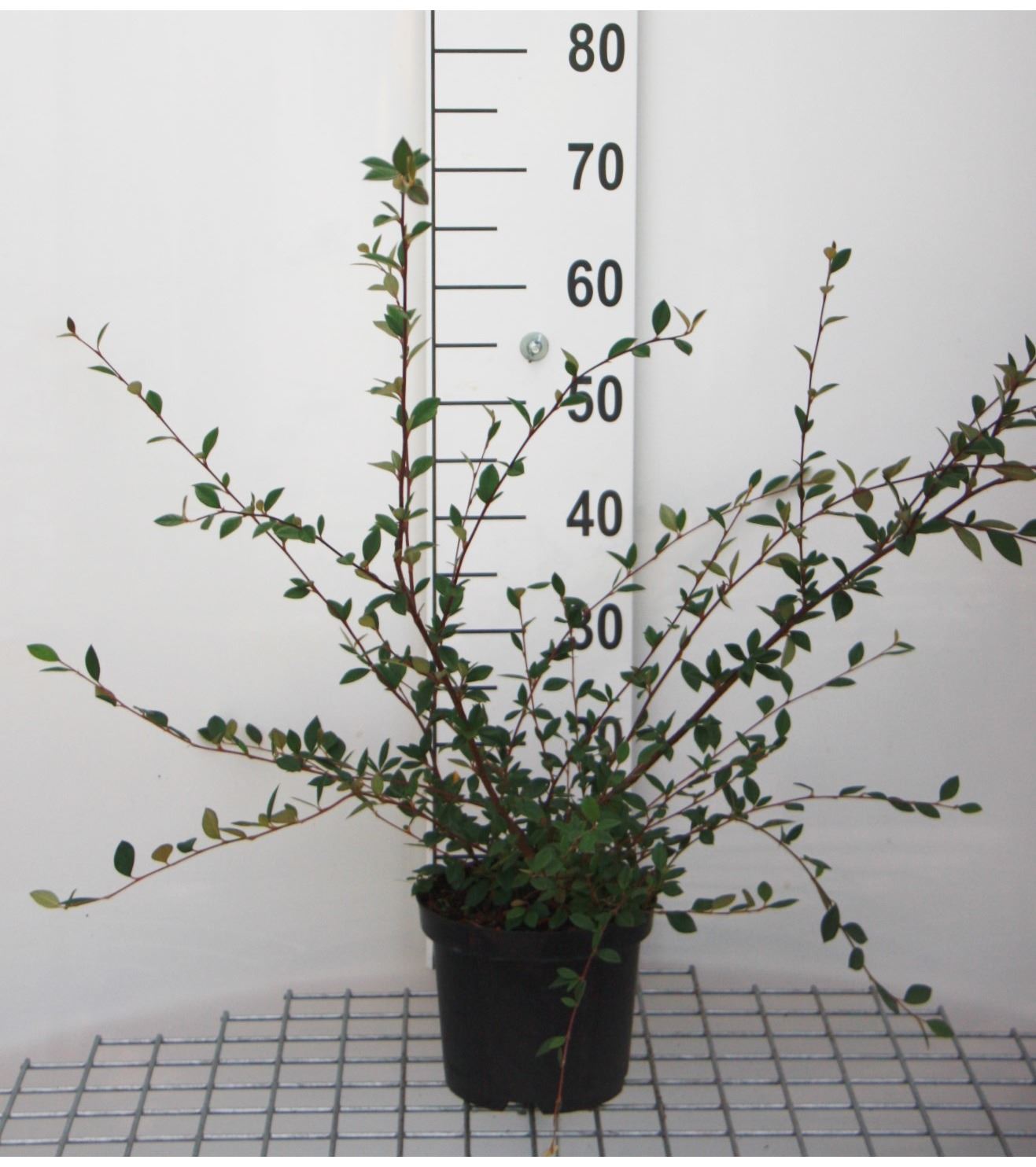 Cotoneaster lacteus - pot - 40-60 cm