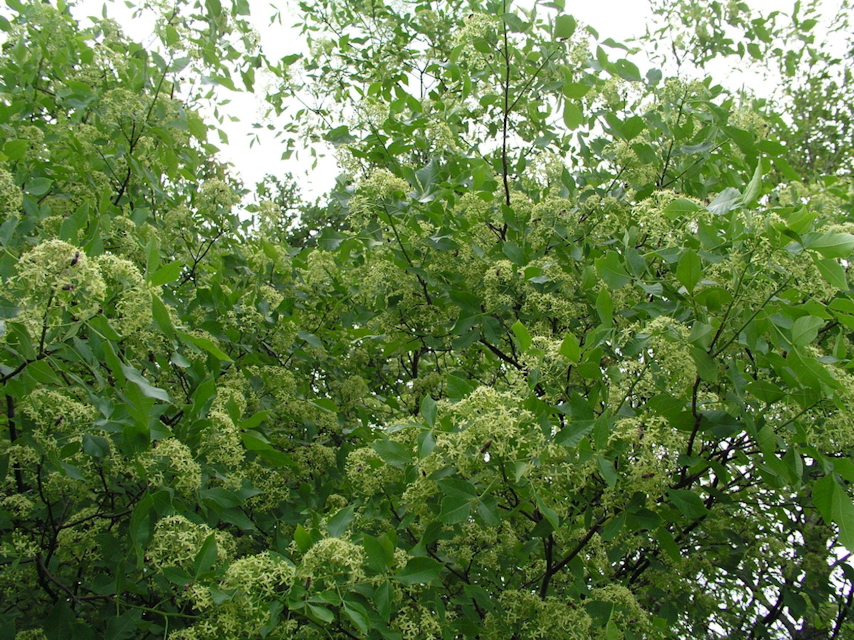 Plantenfiche-Ptelea-trifoliata