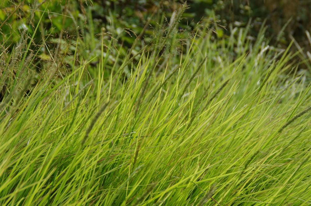 Plantenfiche-Sesleria-autumnalis