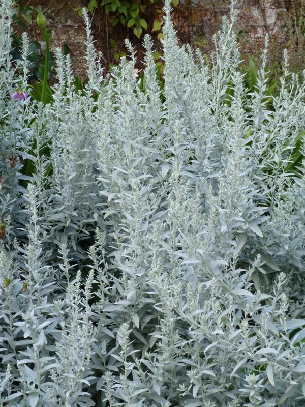 Plantenfiche-Artemisia-ludoviciana-Silver-Queen-