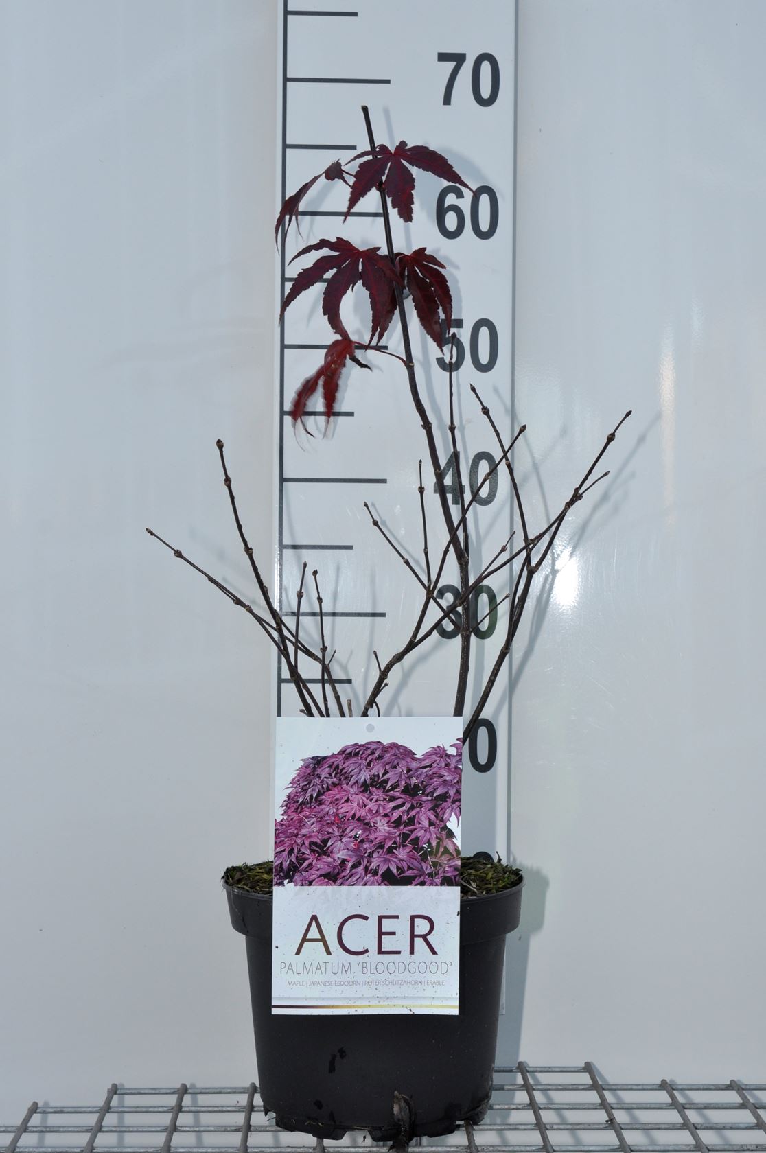Acer palmatum 'Bloodgood' - pot - 60-70 cm