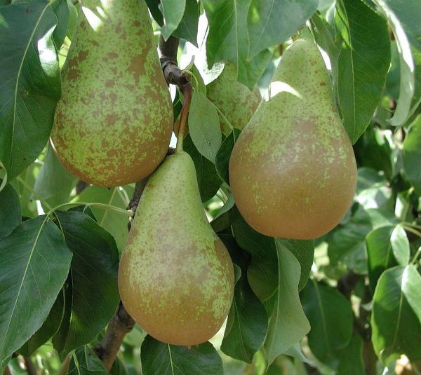 Pyrus communis 'Conference' - racines nues - Touffu