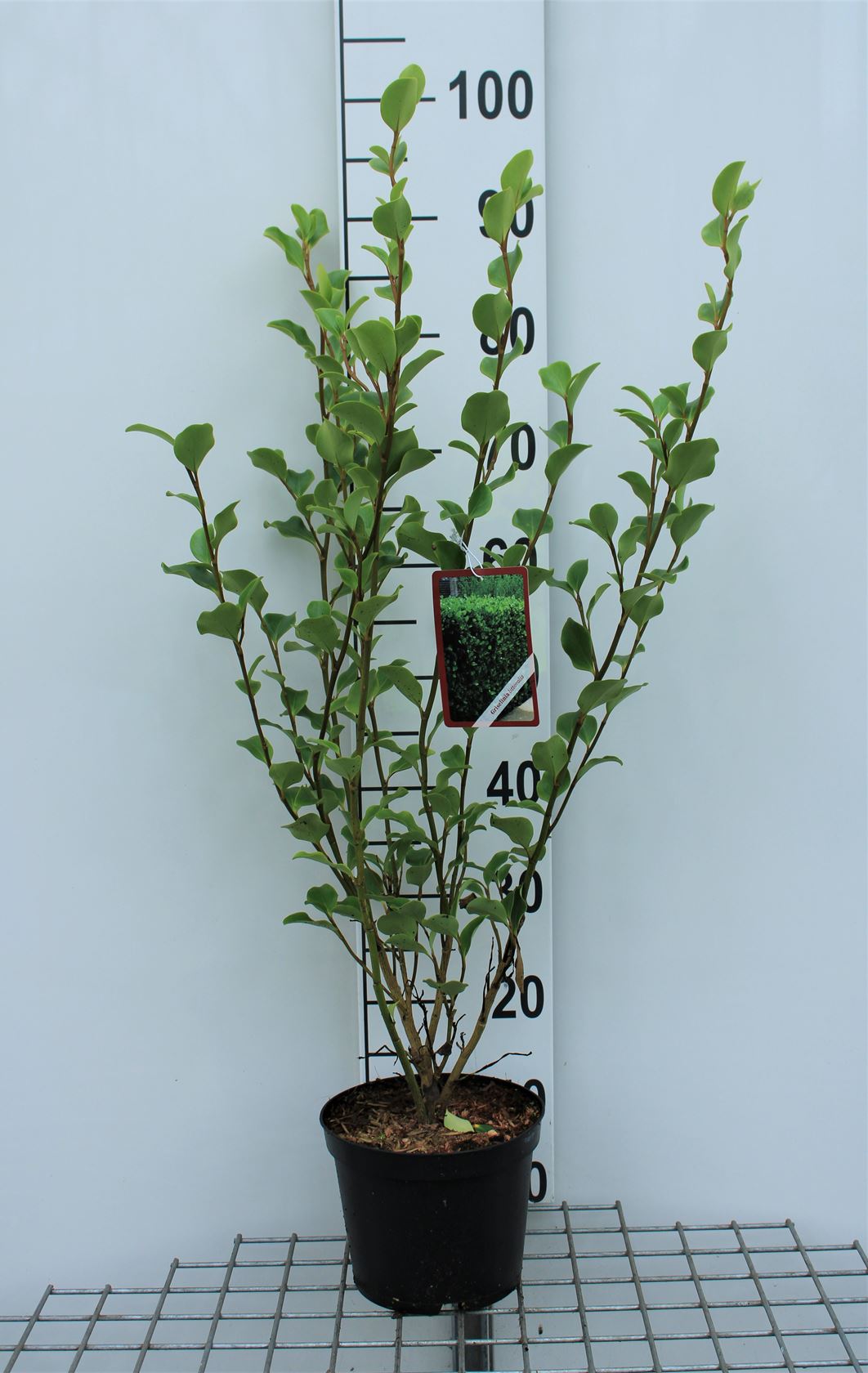 Griselinia littoralis - pot 3L - 40-50 cm
