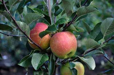 Malus domestica 'James Grieve' - pot - semi-stem tree