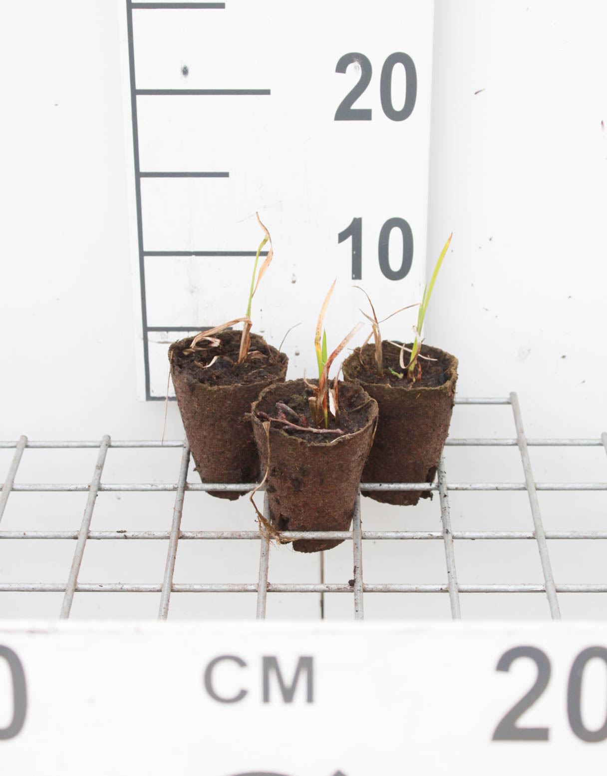 Acorus calamus - Biopot ø7 cm