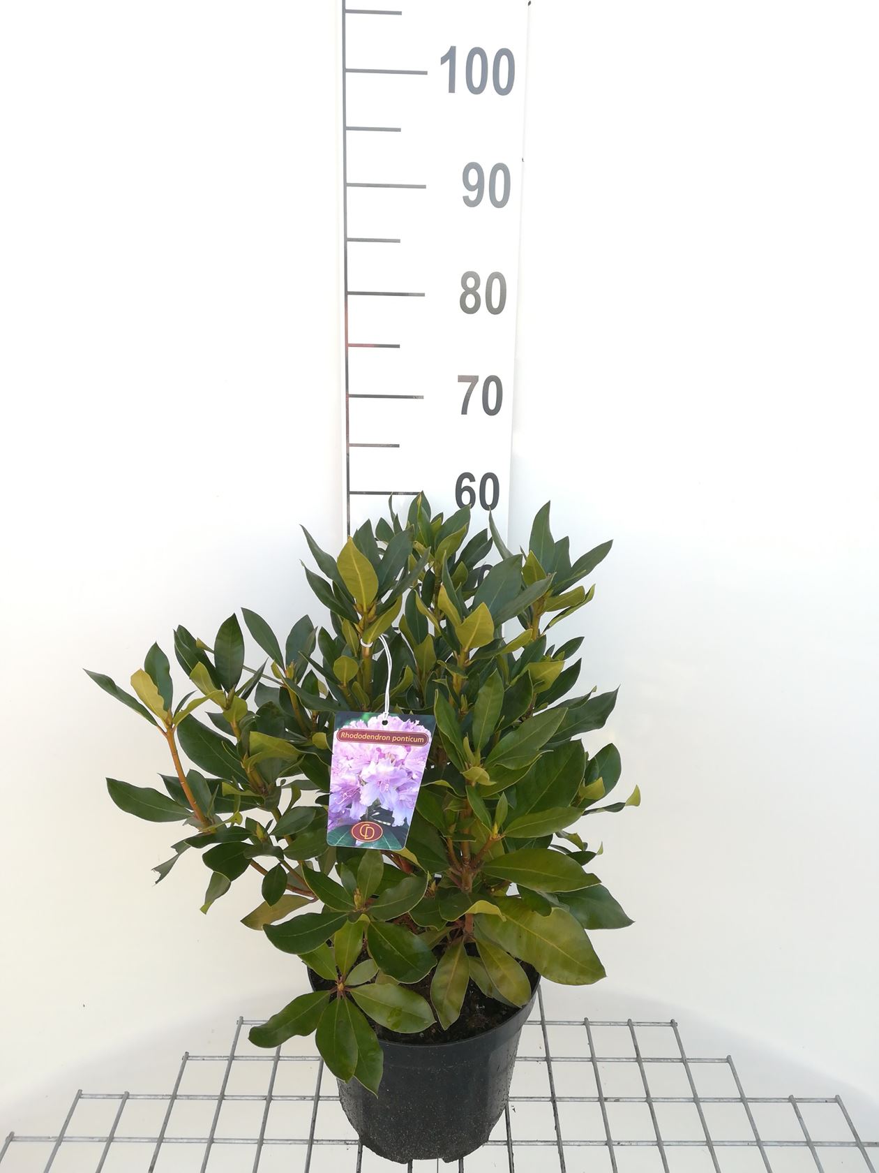 Rhododendron ponticum - pot - 40-60 cm