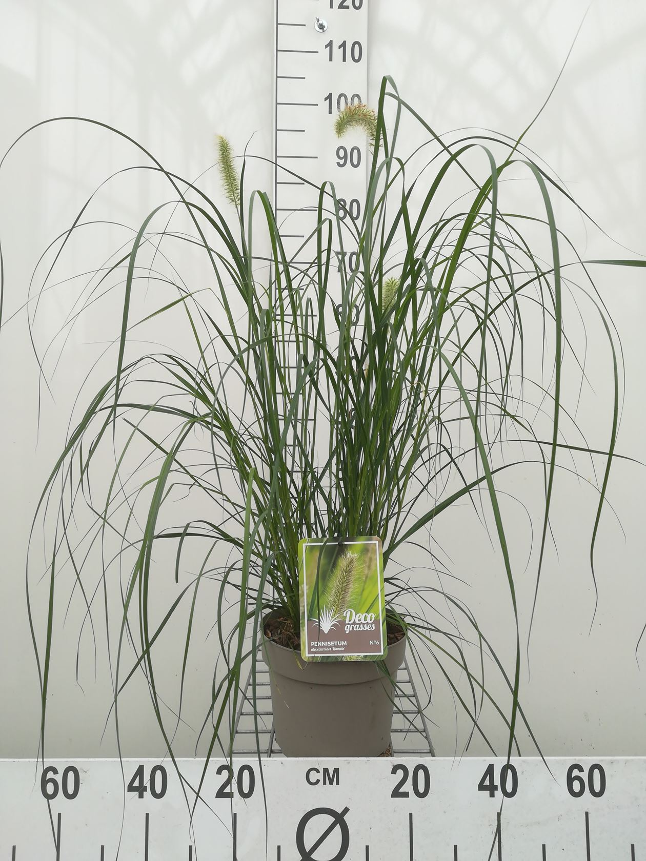 Pennisetum alopecuroides 'Hameln' - pot 3L