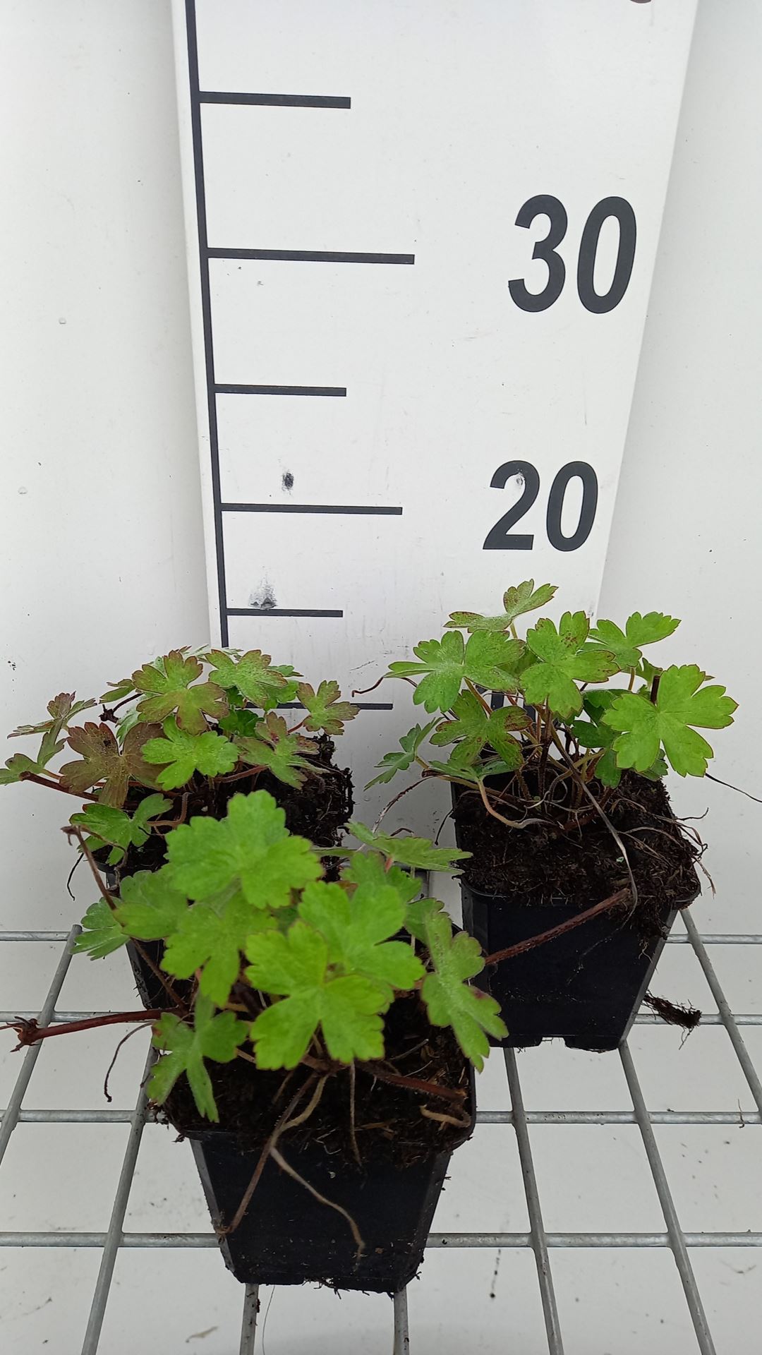 Geranium 'Salomé' - pot 9x9 cm