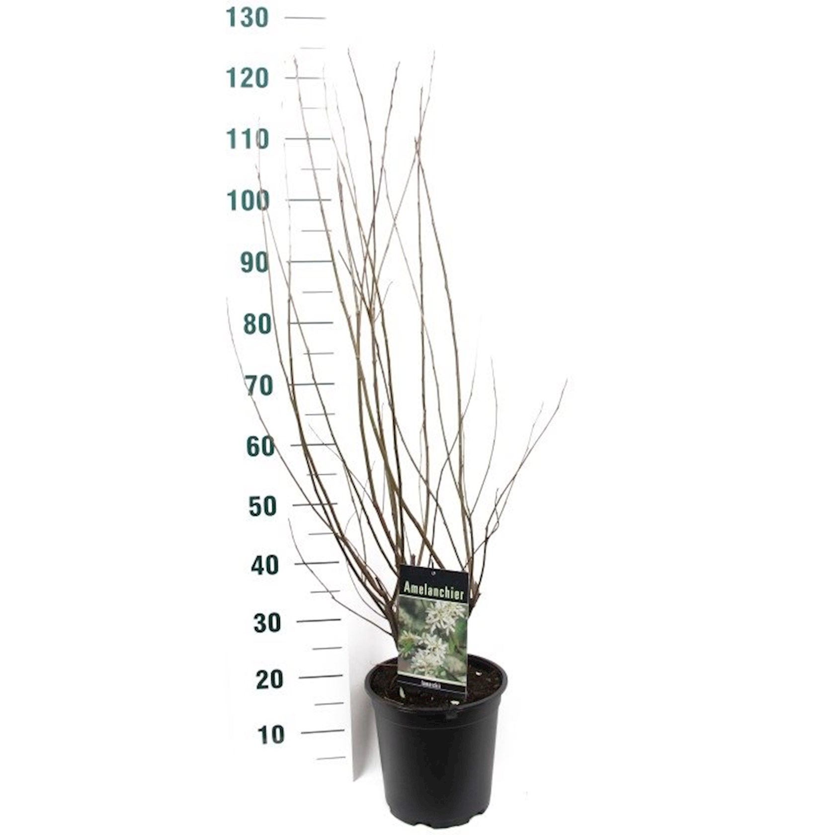 Amelanchier lamarckii - pot - 60-80 cm