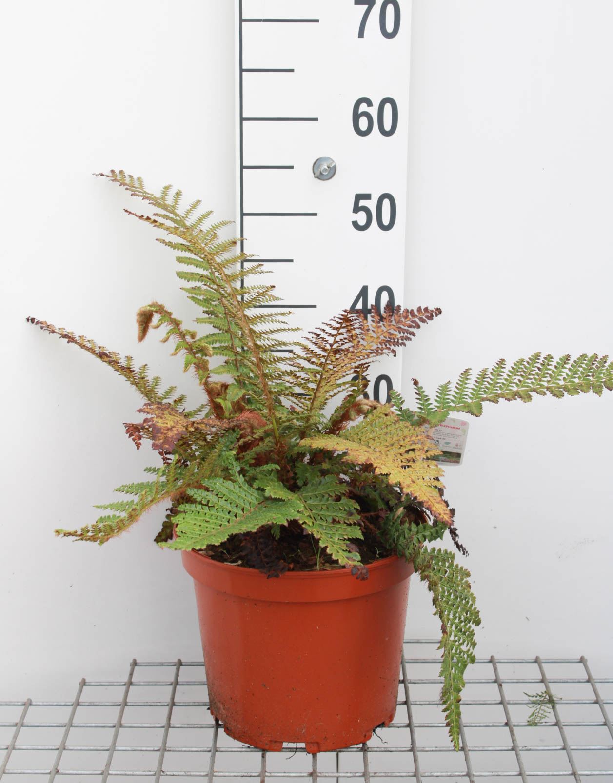 Polystichum polyblepharum - pot 7,5L