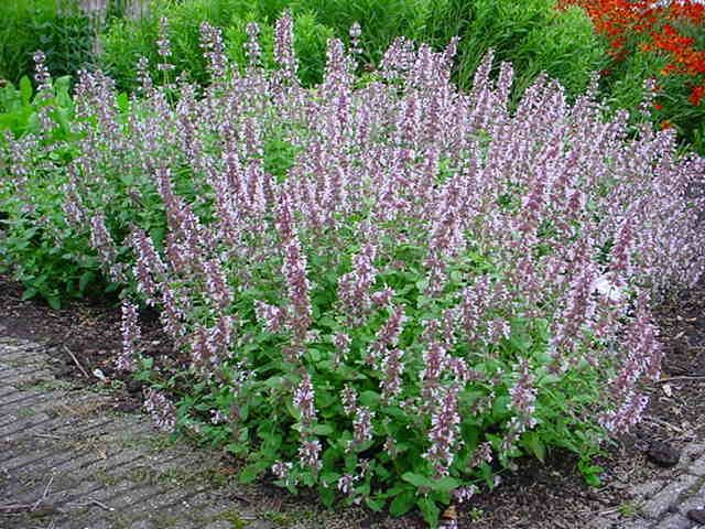 Plantenfiche-Nepeta-grandiflora-Dawn-to-Dusk-