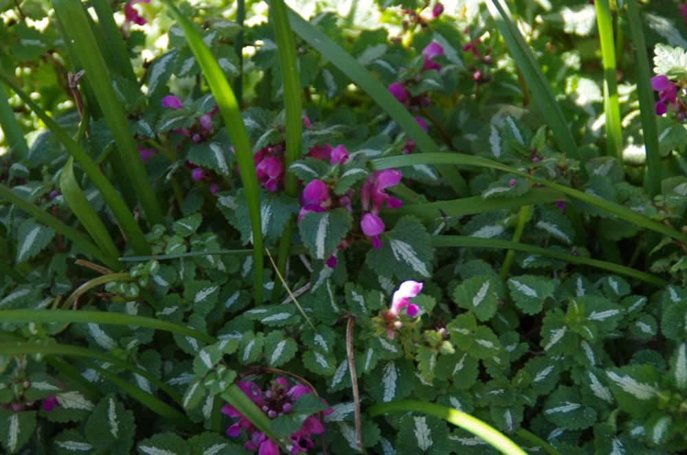 Plantenfiche-Lamium-maculatum-Roseum-