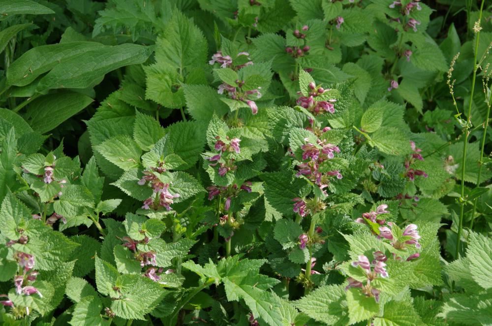 Plantenfiche-Lamium-orvala