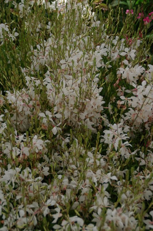 Plantenfiche-Gaura-lindheimeri-White-Dove-