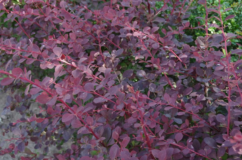 Plantenfiche-Berberis-thunbergii-Atropurpurea-