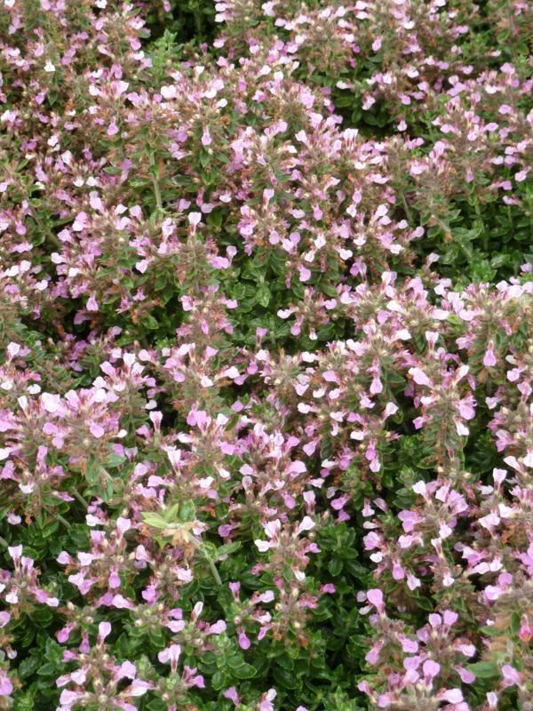 Plantenfiche-Teucrium-x-lucidrys