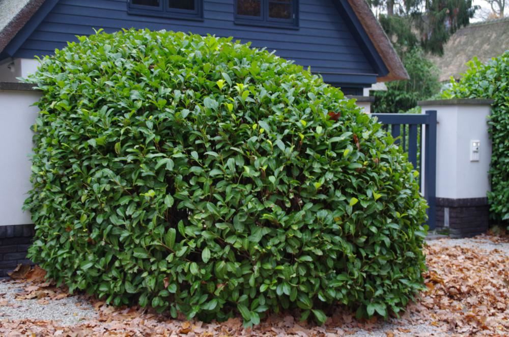 Plantenfiche-Prunus-laurocerasus-Rotundifolia-