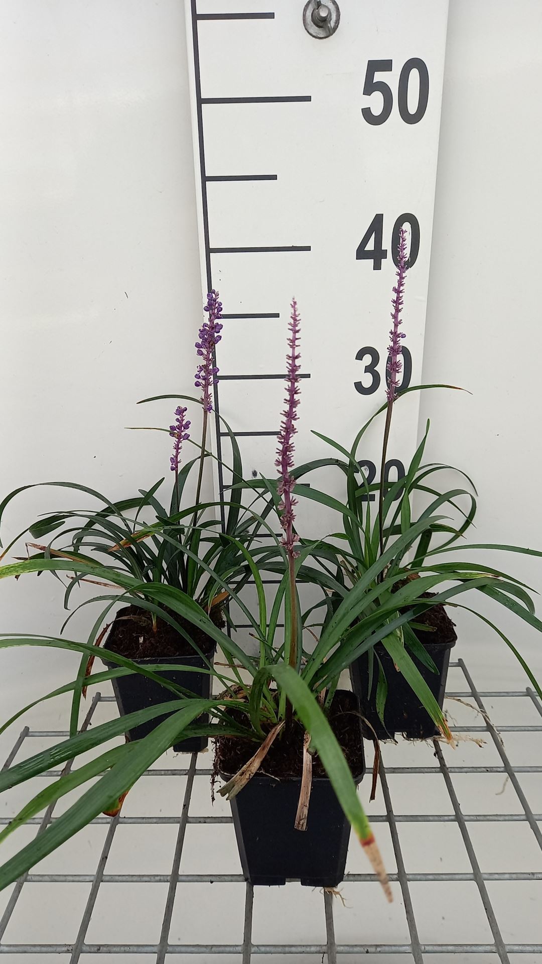 Liriope muscari 'Royal Purple' - pot 9x9 cm