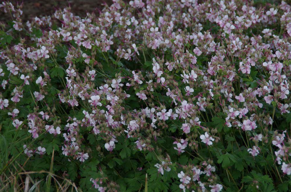 Plantenfiche-Geranium-x-cantabrigiense-Biokovo-