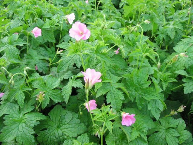 Plantenfiche-Geranium-endressii-Wargrave-Pink-