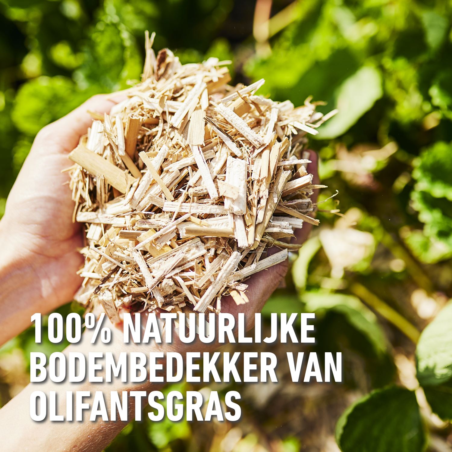 Turf-Miscanthus-50-L