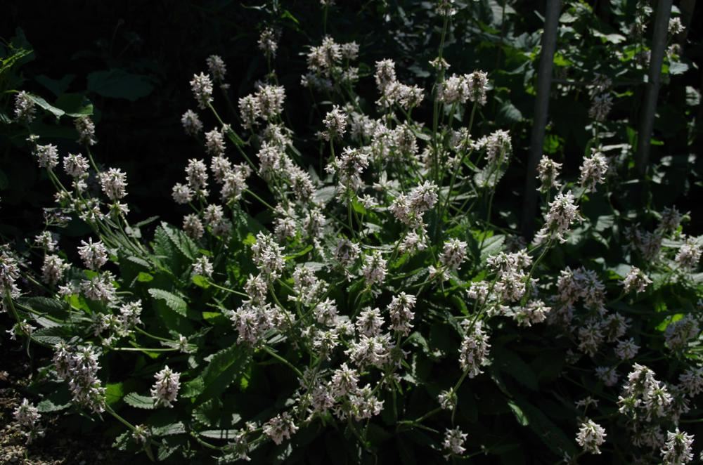 Plantenfiche-Stachys-officinalis-Alba-